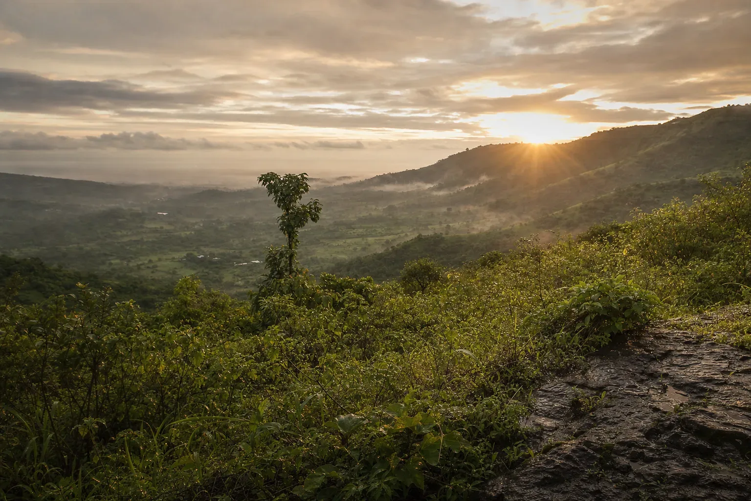 Nascer do sol sobre paisagem verde após a chuva, evocando recomeço