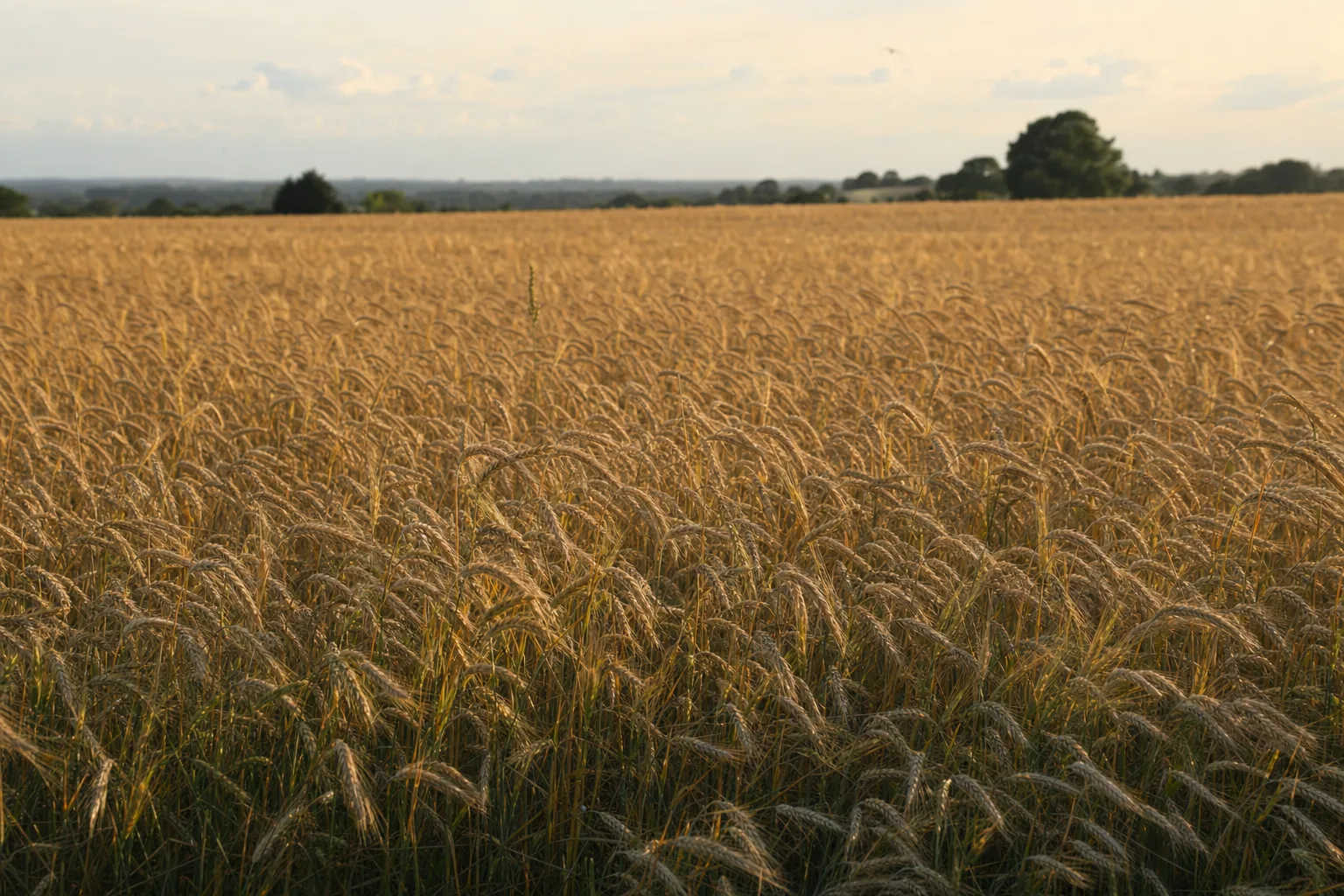 Campo de trigo dourado curvando-se ao vento na luz suave, evocando humildade
