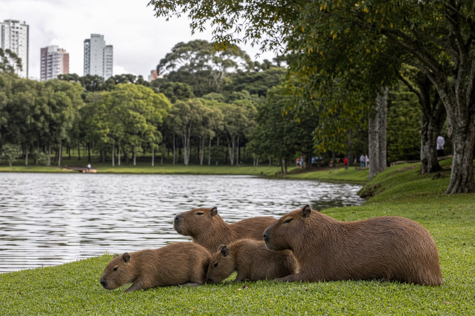 Capivaras na grama perto do lago num parque urbano arborizado em Curitiba