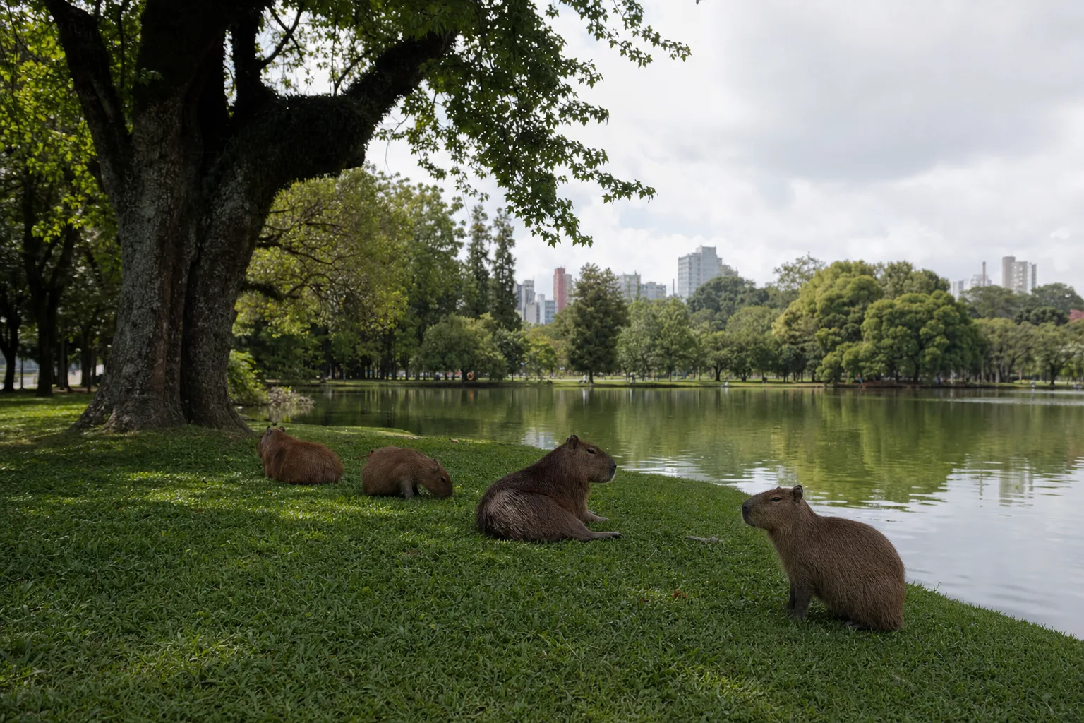 Parque urbano com lago e capivaras na grama, evocando o Parque Barigui em Curitiba