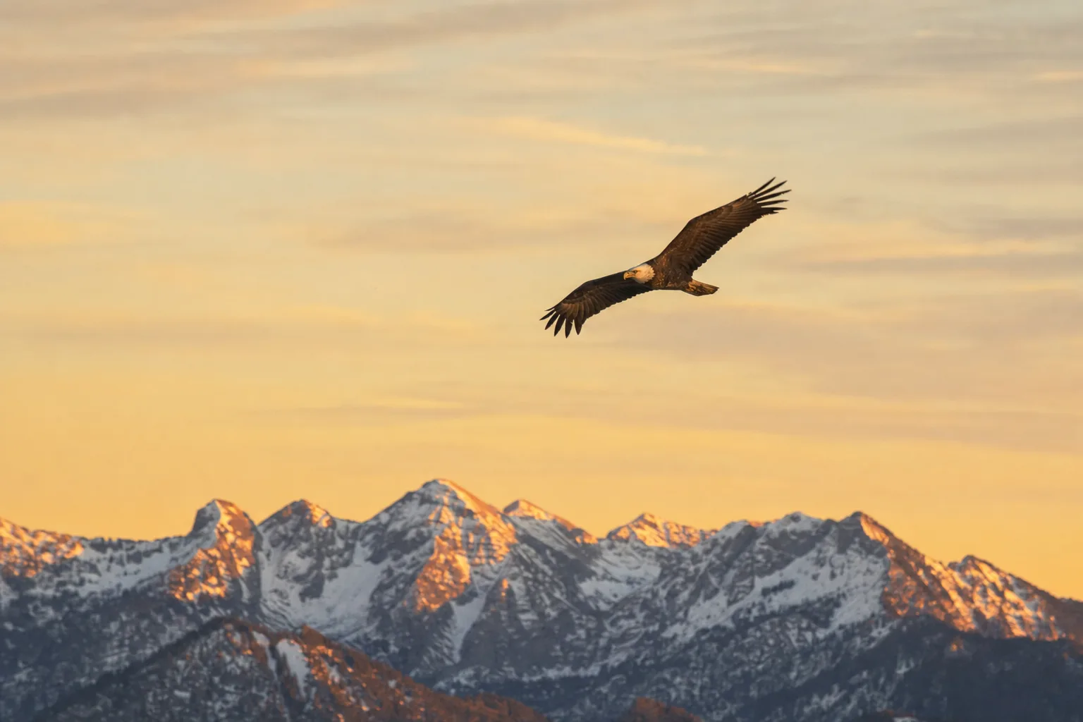 Águia voando alto num céu de amanhecer sobre montanhas, evocando forças renovadas